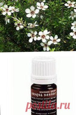 Применение эфирного масла чайного дерева