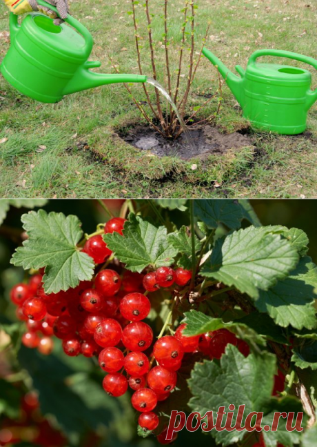 5 СЕКРЕТОВ НЕБЫВАЛОГО УРОЖАЯ СМОРОДИНЫ — Копилочка полезных советов