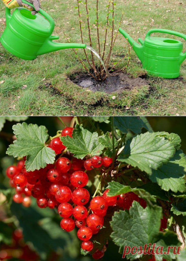 5 СЕКРЕТОВ НЕБЫВАЛОГО УРОЖАЯ СМОРОДИНЫ — Копилочка полезных советов