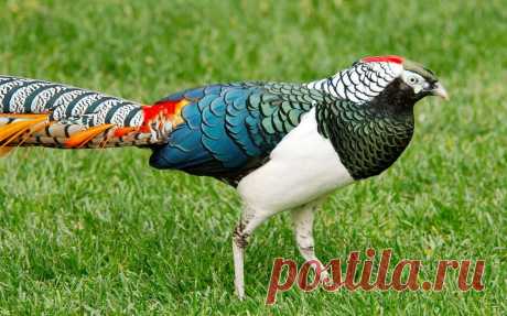 Lady Amherst Pheasant | Flickr - Photo Sharing! Леди фазан Амхерста