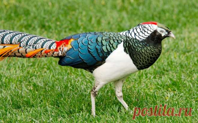 Lady Amherst Pheasant | Flickr - Photo Sharing! Леди фазан Амхерста