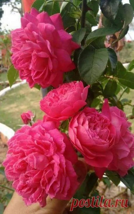 (6) Pinterest