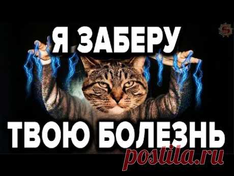 КАК ЖИВОТНЫЕ ЗАБИРАЮТ НАШИ БОЛЕЗНИ И СМЕРТЬ