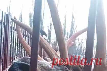 Ревущего оленя сняли на видео в российском зоопарке. В зоопарке Липецка сняли на видео оленя, издающего необычные звуки. На кадрах запечатлено, как животное протяжно ревет, задирая вверх голову. Уточняется, что таким образом алтайский марал Клайд подзывает самку, так как в настоящее время, с сентября по ноябрь, у оленей идет период гона, или спаривания.