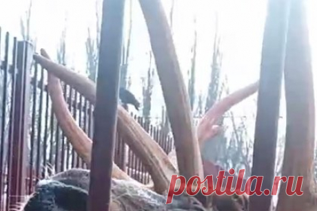 Ревущего оленя сняли на видео в российском зоопарке. В зоопарке Липецка сняли на видео оленя, издающего необычные звуки. На кадрах запечатлено, как животное протяжно ревет, задирая вверх голову. Уточняется, что таким образом алтайский марал Клайд подзывает самку, так как в настоящее время, с сентября по ноябрь, у оленей идет период гона, или спаривания.