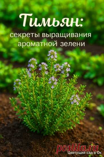 Этот пряный многолетник покоряет не только вкусом, но и... | Интересный контент в группе Цветущий сад