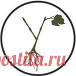 Виноградник Юлиных (@vinogradyulinu) • Фото и видео в Instagram 1,698 подписчиков, 989 подписок, 425 публикаций — посмотрите в Instagram фото и видео Виноградник Юлиных (@vinogradyulinu)