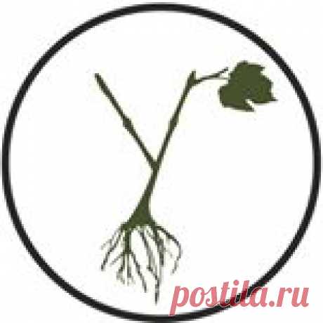 Виноградник Юлиных (@vinogradyulinu) • Фото и видео в Instagram 1,698 подписчиков, 989 подписок, 425 публикаций — посмотрите в Instagram фото и видео Виноградник Юлиных (@vinogradyulinu)