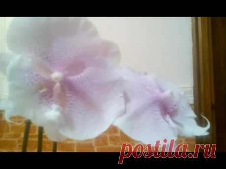 . Моя новая орхидейка. Пересадка и эффективный раствор для придания жизненных сил цветку!