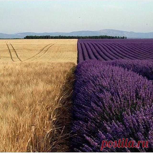 A wheat field meets a lavender field🌾 by Jordi Brió
