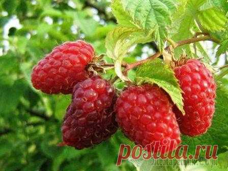 Выращивание ремонтантной малины: посадка, уход, обрезка