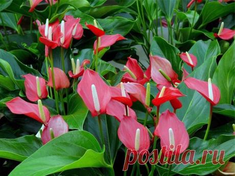 Антуриум. Правильный уход. 

источник Школа цветоводства 🌸 Наш дом всегда в цветах 🌸
 


Антуриум. Правильный уход.Продавцы в магазине такого не расскажут!Это великолепное по форме цветка и окраске листьев комнатное растение, д…