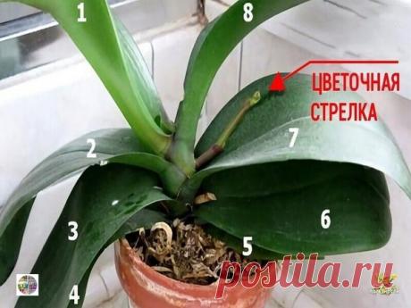 9 правил, благодаря которым орхидея будет буйно цвести круглый год. И всё исключительно своими руками. Полезный пост про орхидею.
Леди-Фея -Уютный дом и сад, декор и рукоделие. Вдохновляем вас каждый день!
Благодарим вас за то, что вы с нами!
Показать полностью...