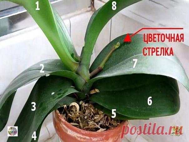 9 правил, благодаря которым орхидея будет буйно цвести круглый год. И всё исключительно своими руками. Полезный пост про орхидею.

Леди-Фея -Уютный дом и сад, декор и рукоделие. Вдохновляем вас каждый день!
Благодарим вас за то, что вы с нами! 
Показать полностью...