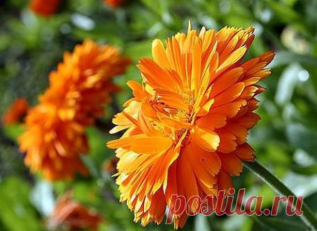 Скажу сразу, что этот цветок мне сразу приглянулся, а необычное название и вовсе просто заворожило. Каледула каблуна предстала в моем саду во всей своей красе на фоне, более скромных собратьев. Ее яркие темно-оранжевые цветки раскрылись, как множество небольших фонариков-созвездий.