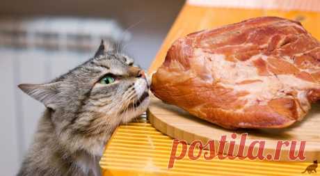 Что нельзя есть кошкам Какие продукты нельзя давать кошкам