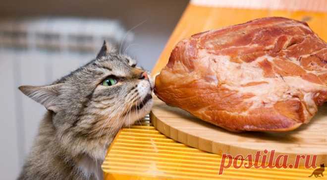 Что нельзя есть кошкам Какие продукты нельзя давать кошкам