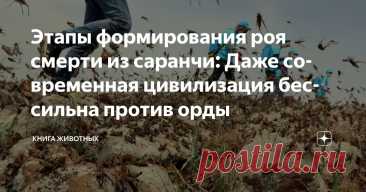 Этапы формирования роя смерти из саранчи: Даже современная цивилизация бессильна против орды Статья автора «Книга животных» в Дзене ✍: Казнь египетская. Древний ужас, что оскверняет небо миллиардами крыльев.