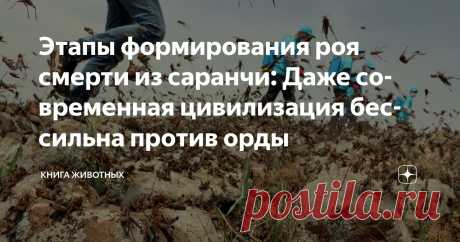 Этапы формирования роя смерти из саранчи: Даже современная цивилизация бессильна против орды Статья автора «Книга животных» в Дзене ✍: Казнь египетская. Древний ужас, что оскверняет небо миллиардами крыльев.