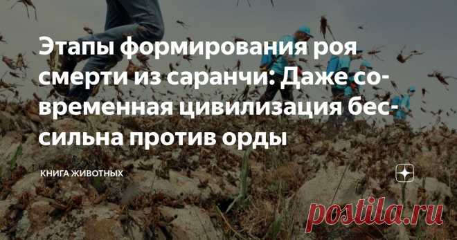 Этапы формирования роя смерти из саранчи: Даже современная цивилизация бессильна против орды Статья автора «Книга животных» в Дзене ✍: Казнь египетская. Древний ужас, что оскверняет небо миллиардами крыльев.