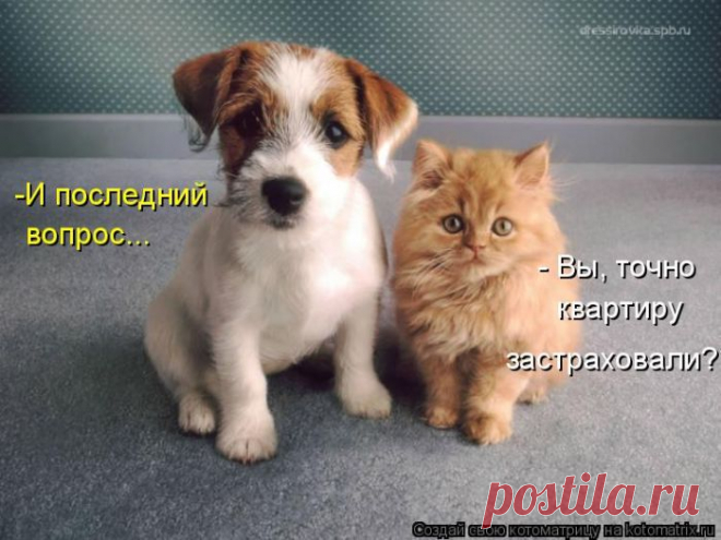 Котоматрицы!