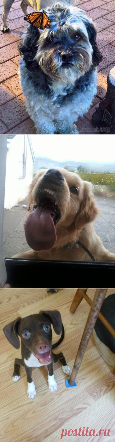 Самые смешные собаки