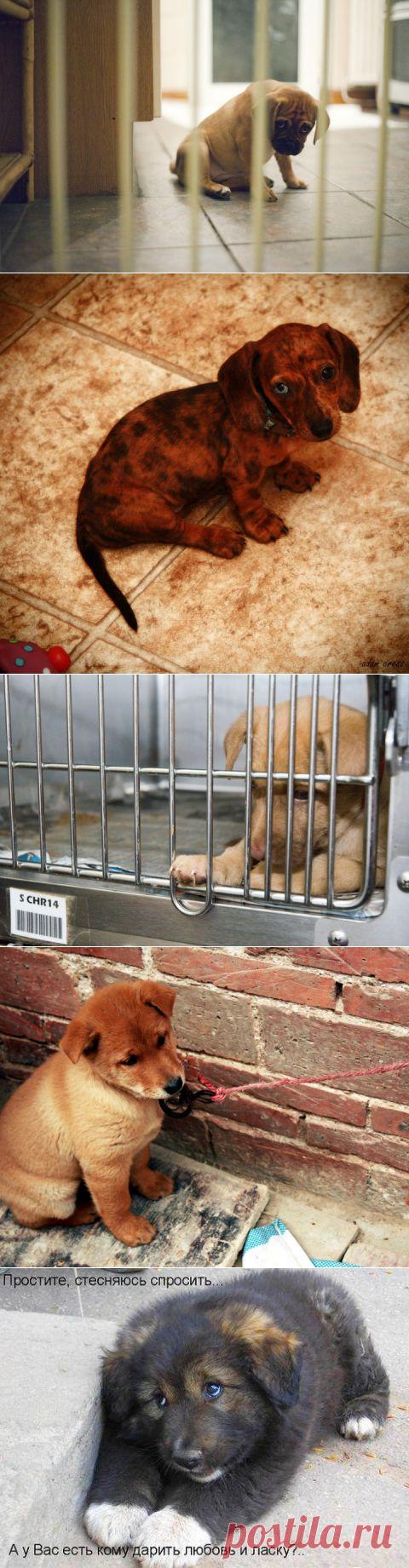 (+1) тема - Грустные щеночки | Четвероногий юмор