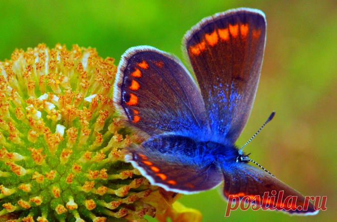 Polyommatus thersites | Flickr - Photo Sharing!