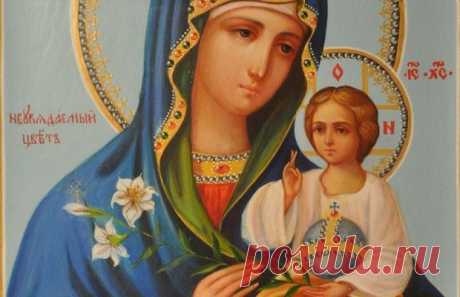 Молитва к иконе Неувядаемый цвет / Мистика