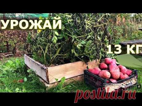 ВЫРАЩИВАНИЕ КАРТОШКИ В ЯЩИКЕ 5 сортов Обзор