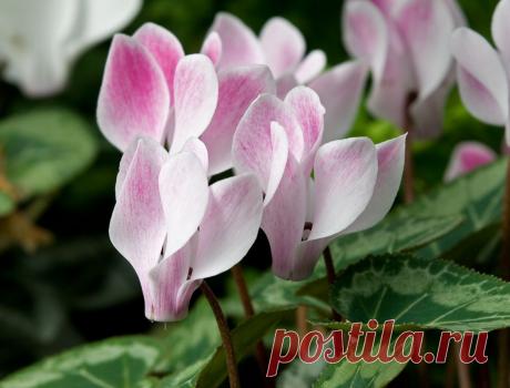 Цикламен – танцующие бабочки в вашем саду. Сохраните любой пост с сайта 7dach.ru в Постиле и выиграйте призы от интернет-магазина Клуб Красоты. Чем больше постов - тем выше шансы. Розыгрыш состоится в понедельник, 30 января. В акции участвуют все посты, которые содержат этот текст или фото призов!