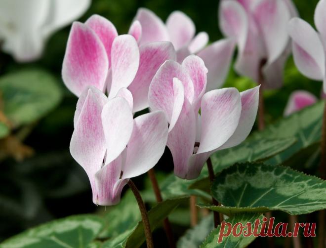 Цикламен – танцующие бабочки в вашем саду. Сохраните любой пост с сайта 7dach.ru в Постиле и выиграйте призы от интернет-магазина Клуб Красоты. Чем больше постов - тем выше шансы. Розыгрыш состоится в понедельник, 30 января. В акции участвуют все посты, которые содержат этот текст или фото призов!