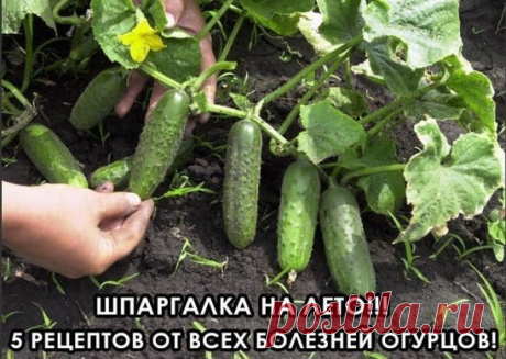 1. После появления всходов в фазе развития 3 – 4 листочков, огурцы нужно обработать следующим составом: В ведро воды добавить 30 капель йода, 20г хозяйственного мыла и 1 л молока. Опрыскивание таким составом можно проводить через каждые 10 дней.
2. С вечера замочить булку хлеба в ведре воды, утром размять хлеб, добавить маленький пузырек йода, развести 1л жидкости в ведре воды и побрызгать огурцы. Оставшуюся жидкость можно хранить в прохладном месте. Этим раствором обрабат...
