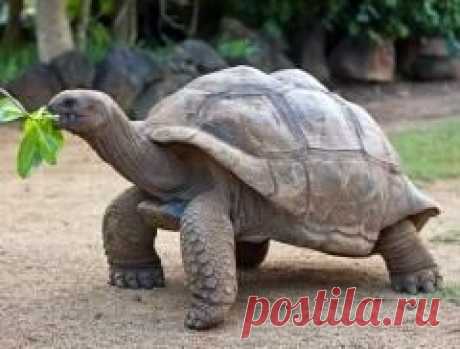 23 мая отмечается "Всемирный день черепахи"