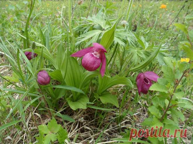 Цветы Прибайкалья.Венерин башмачок.