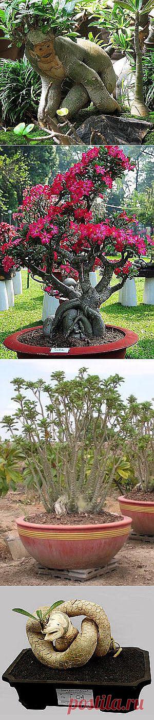 Эти разные адениумы. - Каталог статей - Адениум - Пустынная роза.