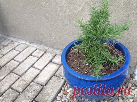 The Secret to Keeping Rosemary Alive Indoors | Tenth Acre Farm