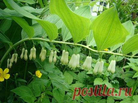 Боровая матка, Красная щётка и основы траволечения гинекологических заболеваний