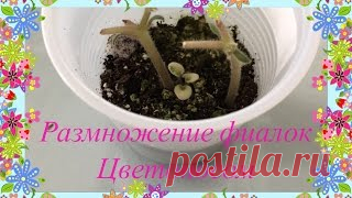 Как посадить листья фиалки (укоренение). How to put a sheet of Saintpaulia (flowers).. Уроки вязания на видео