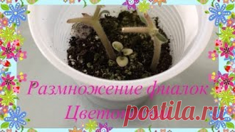 Как посадить листья фиалки (укоренение). How to put a sheet of Saintpaulia (flowers).. Уроки вязания на видео