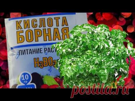 Зачем нужна Борная кислота для комнатных растений! Стоит ли использовать? - YouTube