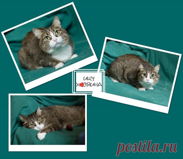 Санкт-Петербург. В дар. Ласковая Рыся - кошечка-сиротка - Животные ищут дом - Группы Мой Мир