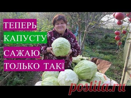 Лучший способ выращивания капусты! Показываю результат. Обязательно попробуйте в новом сезоне! - YouTube В этом ролике я делюсь своим опытом выращивания капусты и показываю как я выращиваю ранний сорт капусты "Ранняя Грибовская" - одна из моих любимых. Выращиваю капусту через рассаду. Все этапы выращивания с нуля от посева семян, до посадки капусты на постоянное место. Я в соц. сетях: Вконтакте: https://vk.com/oleg_koshel Instagram: https://www.instagram.com/p/B-qfnwJn1...