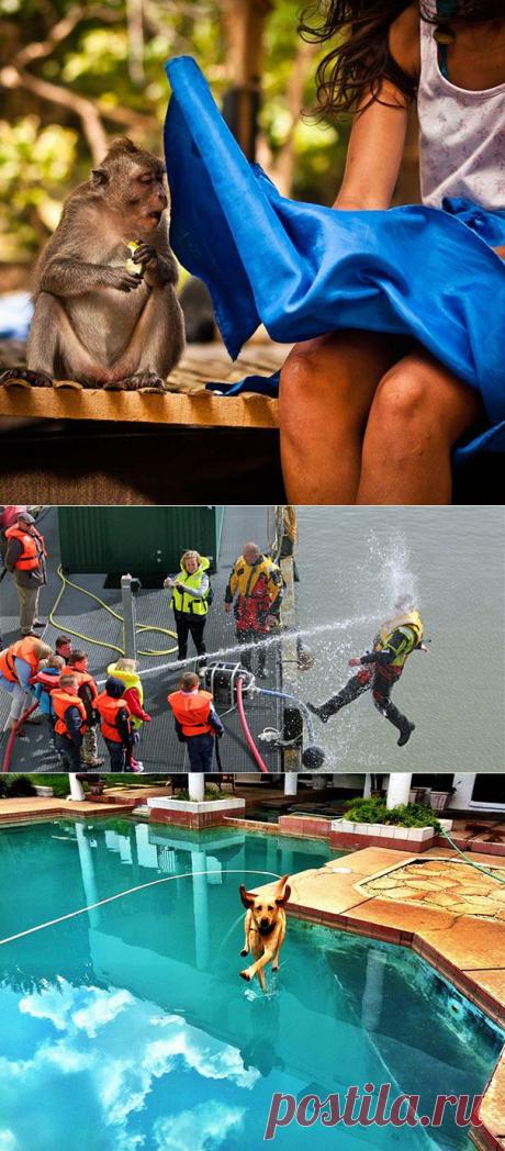 33 шикарных снимка, сделанных в нужный момент