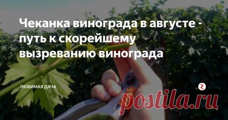 Чеканка винограда в августе - путь к скорейшему вызреванию винограда Виноград на моей даче в середине августа уже начинает поспевать. И в это время я провожу определенно важную для созревания винограда процедуру - чеканку.
Чеканка - это своего рода тоже обрезка, но ее я проделываю определенным образом. Для начала выбираю оптимальное время для этой процедуры, так как ранняя чеканка, так же как и поздняя могут нанести растению огромный вред. Я ориентируюсь на виногра