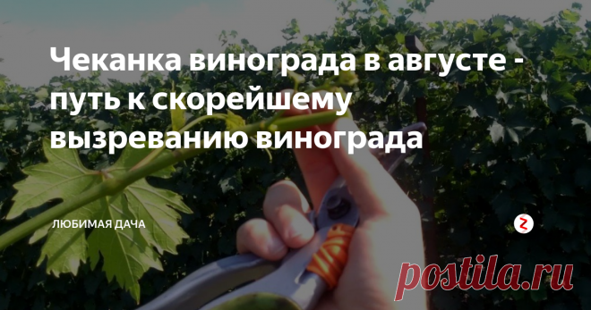 Чеканка винограда в августе - путь к скорейшему вызреванию винограда Виноград на моей даче в середине августа уже начинает поспевать. И в это время я провожу определенно важную для созревания винограда процедуру - чеканку.
Чеканка - это своего рода тоже обрезка, но ее я проделываю определенным образом. Для начала выбираю оптимальное время для этой процедуры, так как ранняя чеканка, так же как и поздняя могут нанести растению огромный вред. Я ориентируюсь на виногра