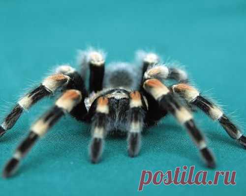 Почему нельзя убивать пауков? - МирТесен