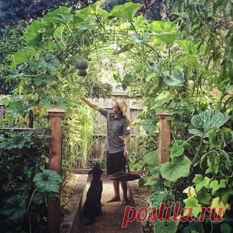 Urban Gardeners Republic в Instagram: «Kyle, your garden is beautiful. 💚 Who shares our opinion? #urbangarden #gardening #UrbangardenboardUGR Credit (IG) @urbanfarmstead »