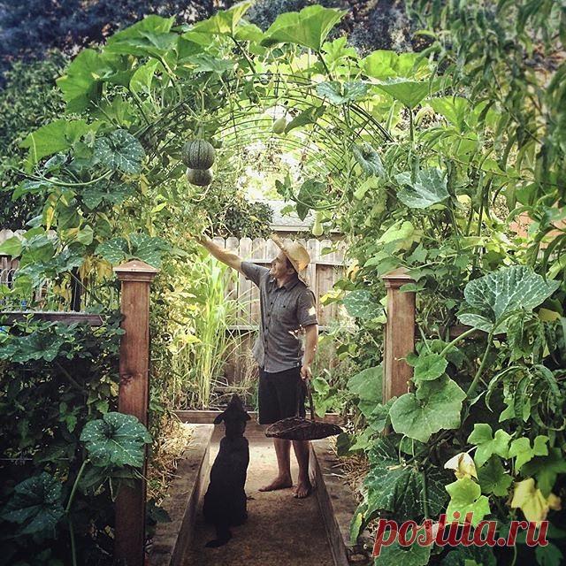 Urban Gardeners Republic в Instagram: «Kyle, your garden is beautiful. 💚 Who shares our opinion? #urbangarden #gardening #UrbangardenboardUGR Credit (IG) @urbanfarmstead »