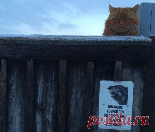 Порция прикольных картинок для настроения (52 шт)